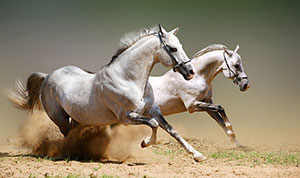 Witte galopperende paarden...
