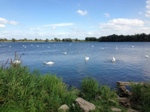 Zwanen op het meer