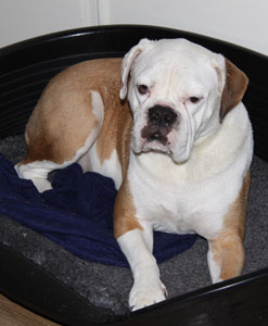 Lieve luie hond Gussy